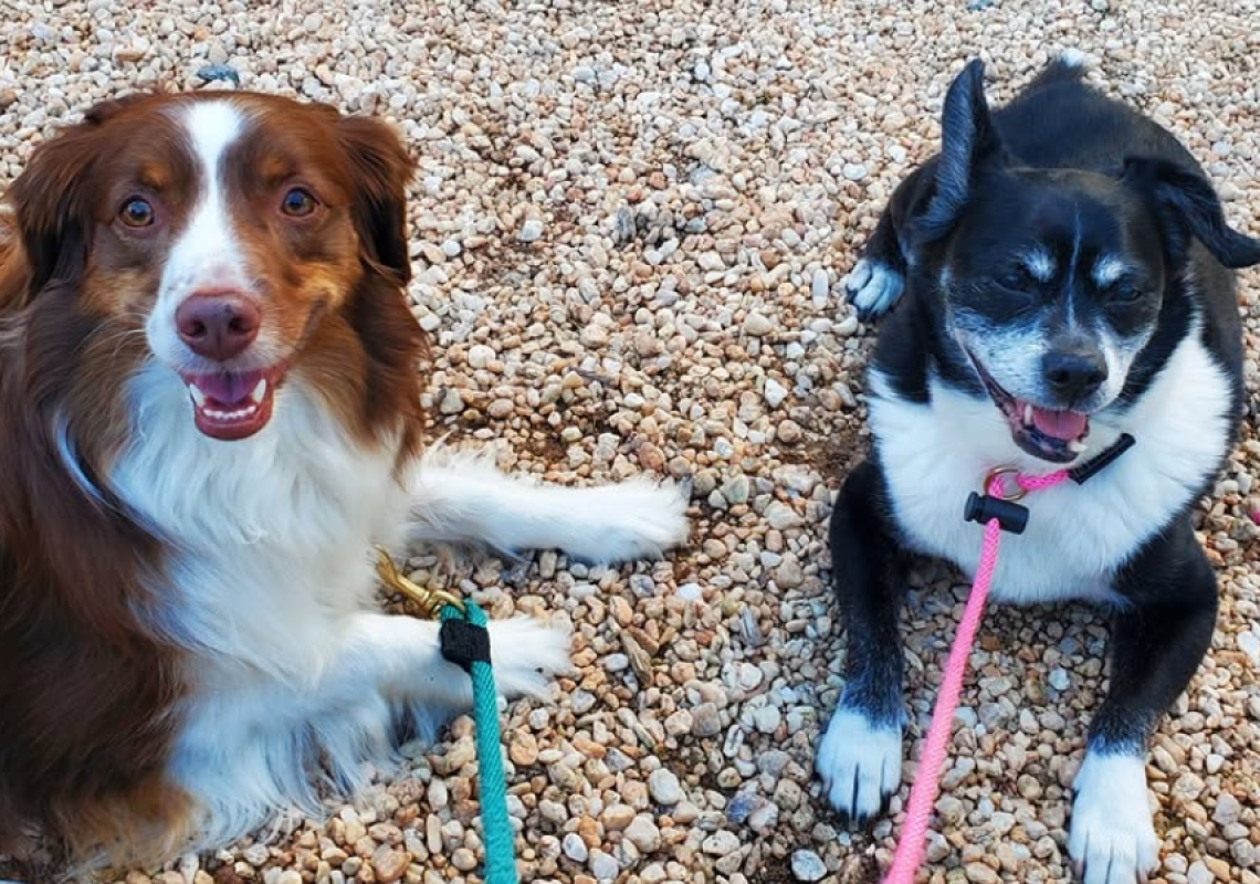Herding Dog Behavior Why Your Dog Chases, Circles, and Nips at Home