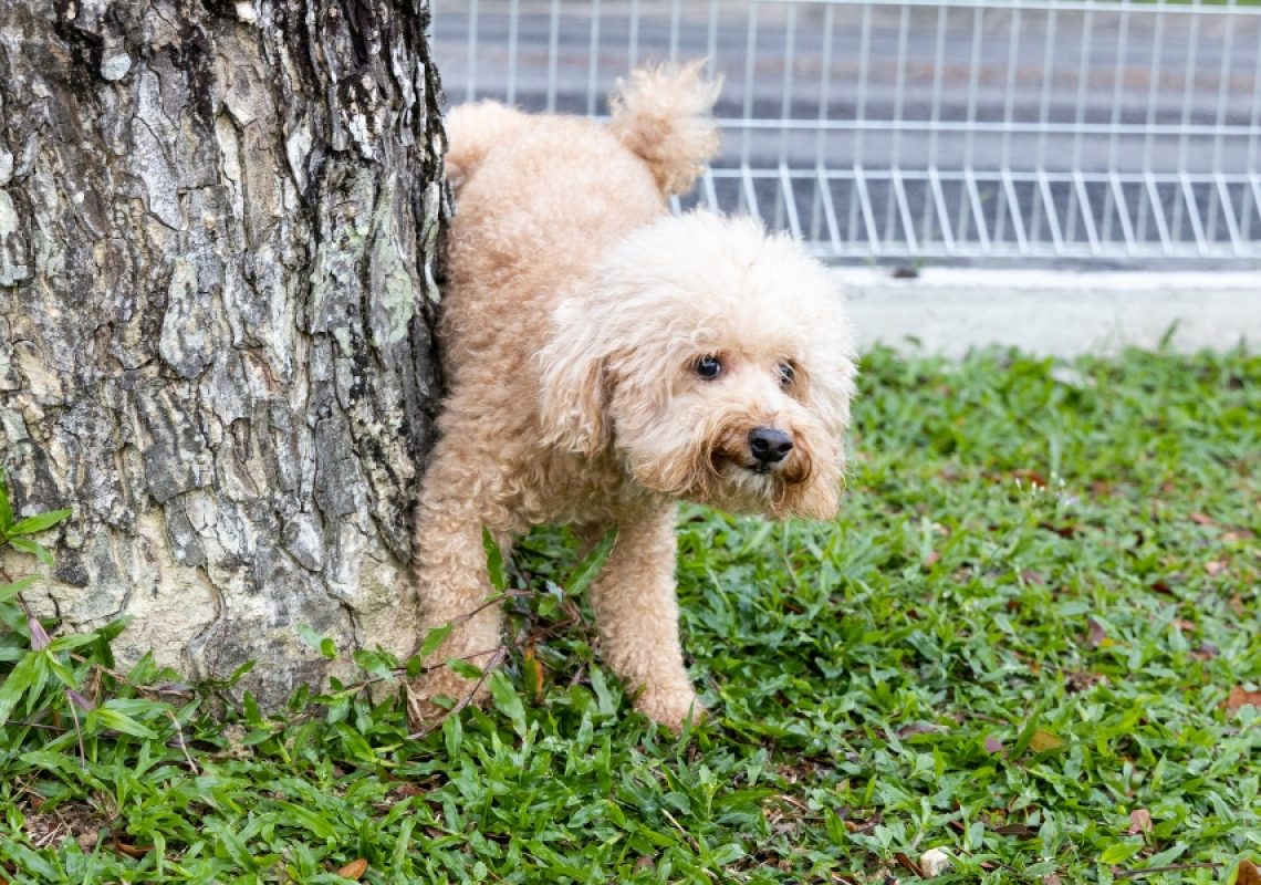 Small curly-haired dog standing nervously beside a tree outdoors, showing body language commonly associated with submissive urination in dogs.