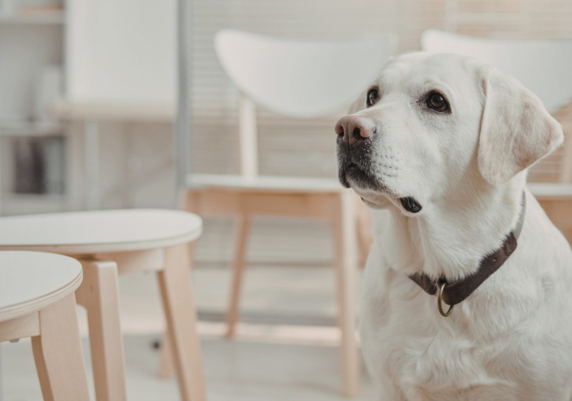 White Labrador Retriever sitting calmly indoors near a dining table, looking attentively upward in a clean, modern home setting.
