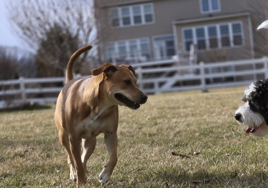 Is Your Dog Actually Hyperactive - blog featured image