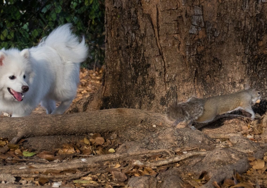Managing Prey Drive and Chasing Behavior in Dogs