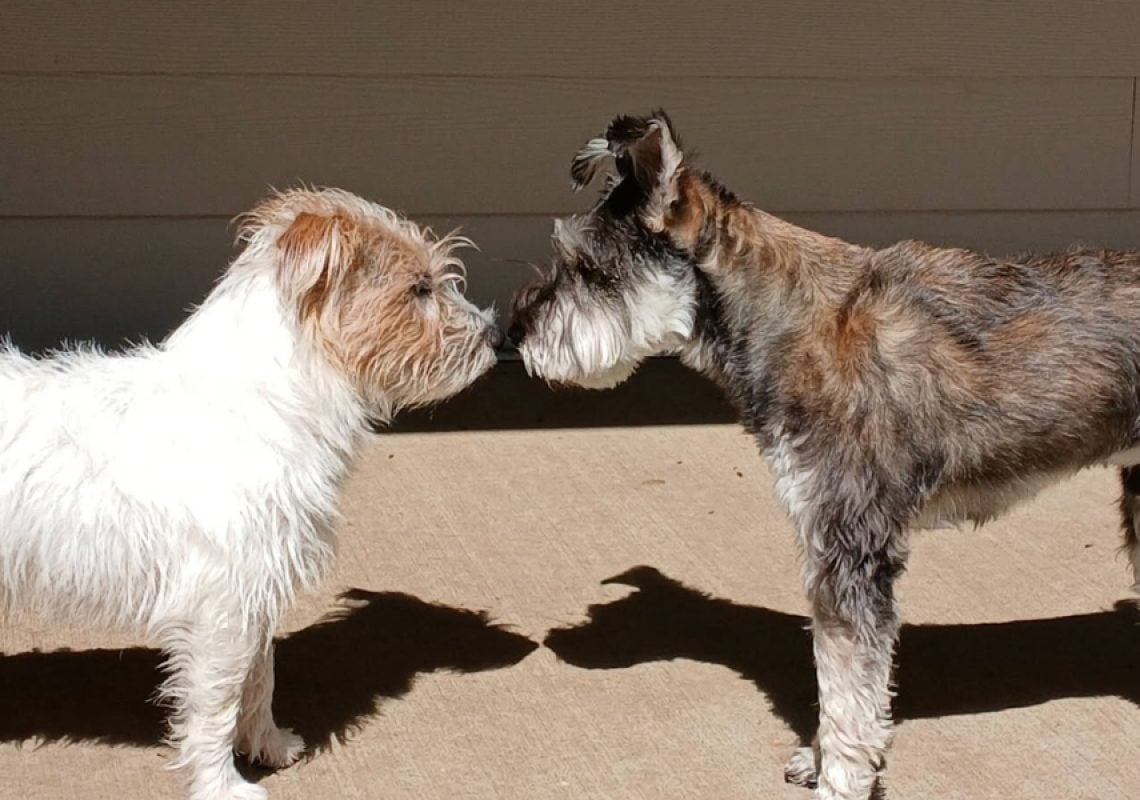 Puppy Socialization Done Right