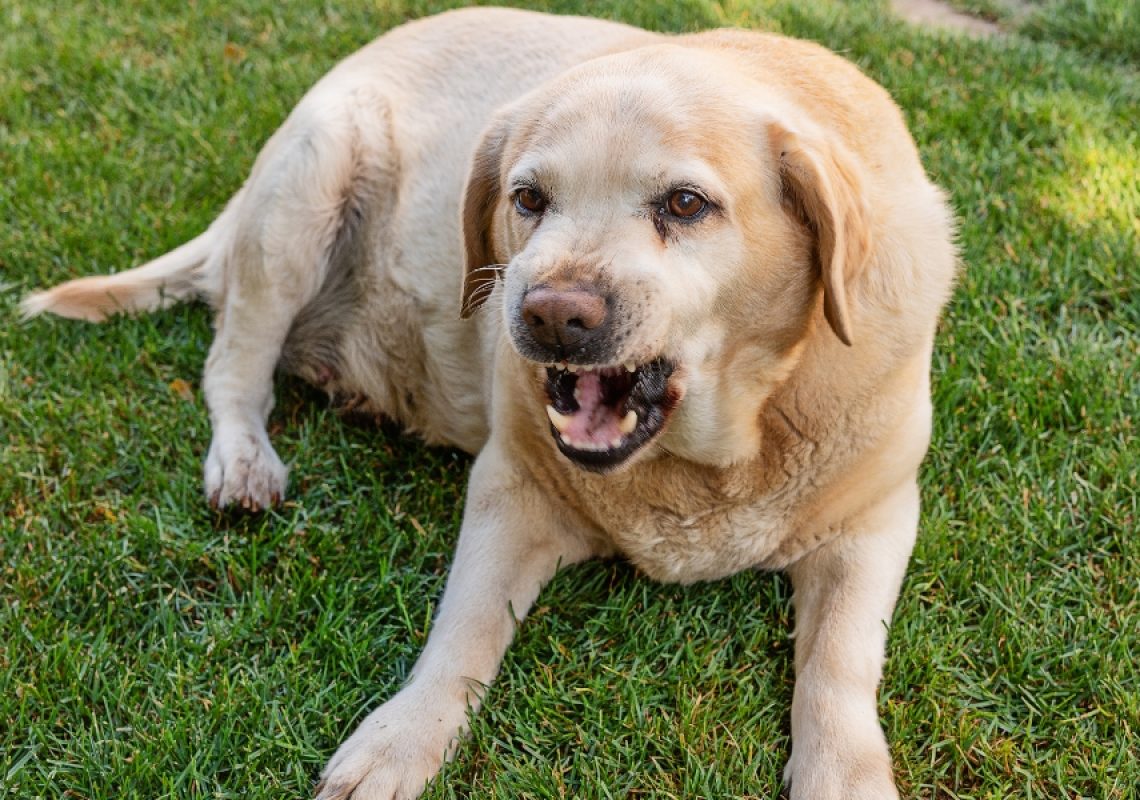 What Your Dog’s Barking, Growling, and Whining Actually Mean