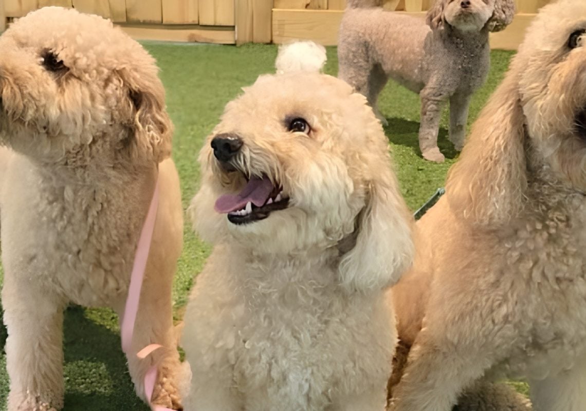 What Your Dog’s Ears Are Telling You
