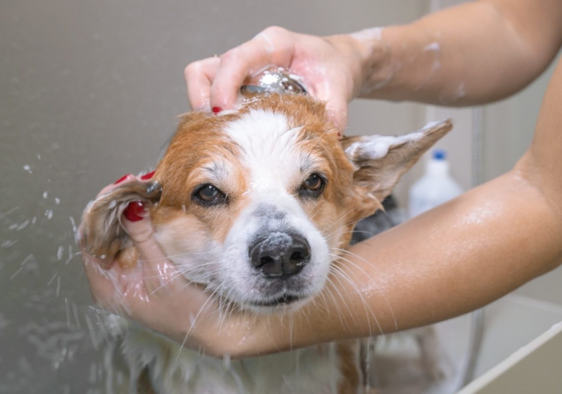 Why Dogs Fear Bathing and How to Build Confidence