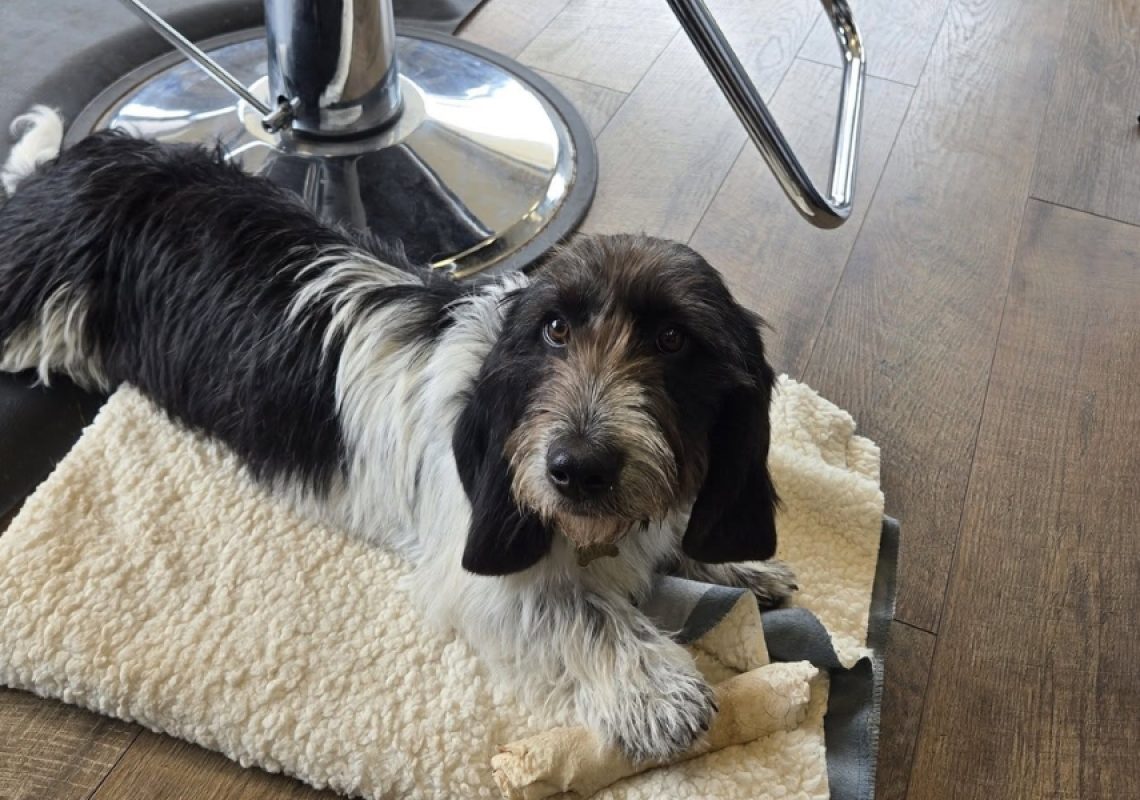 Why Place Command Dog Training Changes Everything