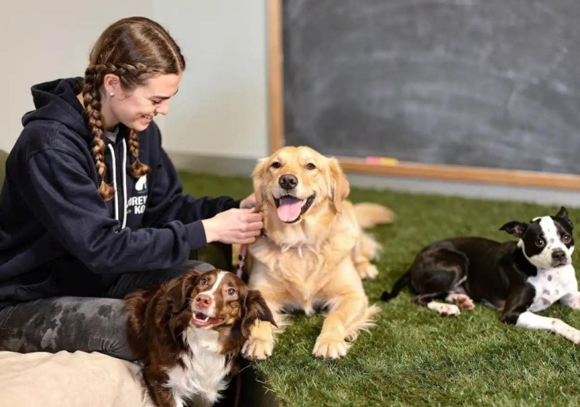 Why Regular Vet Checkups Matter for Dogs