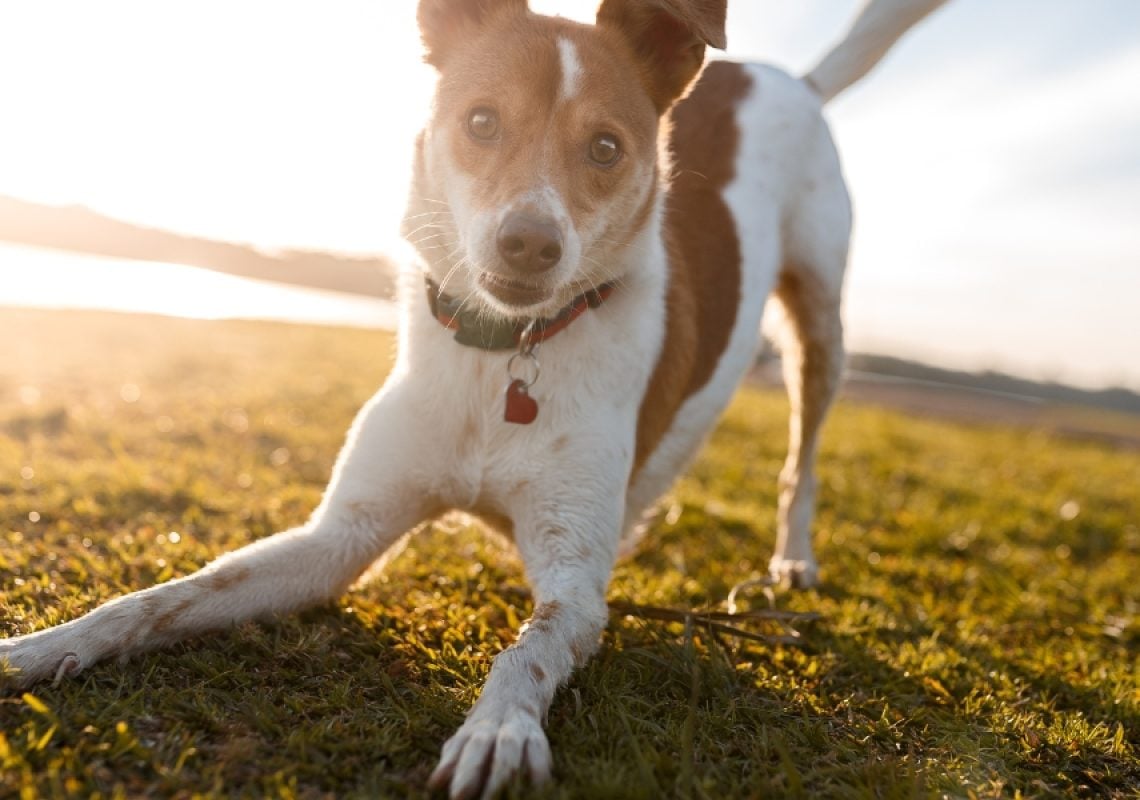 Why Your Dog Is Pacing (2)