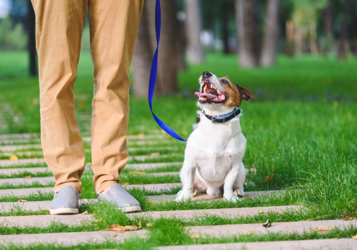 Small terrier sitting on a leash beside its owner in a park, barking and reacting to distractions during outdoor dog training.