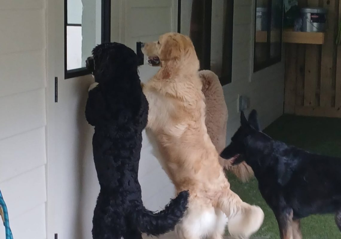 Why Your Dog's Behavior Problems Are Actually Your Inconsistency