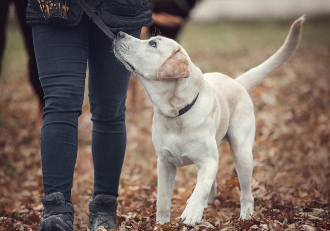 Why Your Dog’s Recall Isn’t Reliable
