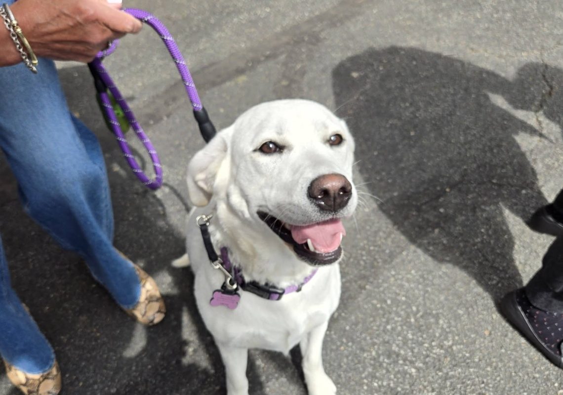 A smiling white dog with a purple collar and leash sitting politely next to a person on a paved road.