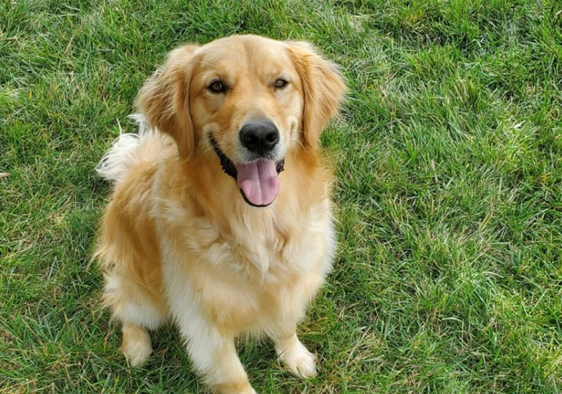 golden retriever dog training