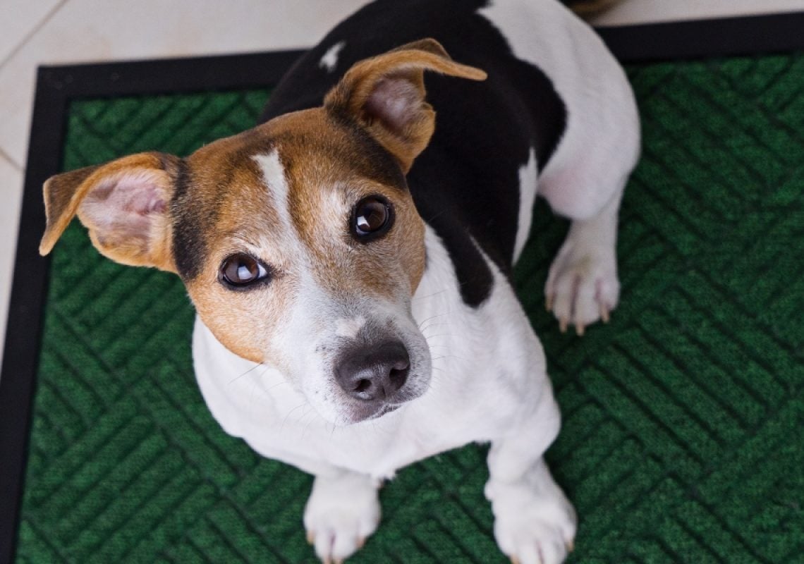 Jack Russell Terrier sitting calmly on a mat during training, illustrating focus and impulse control techniques related to how to stop dog whining.
