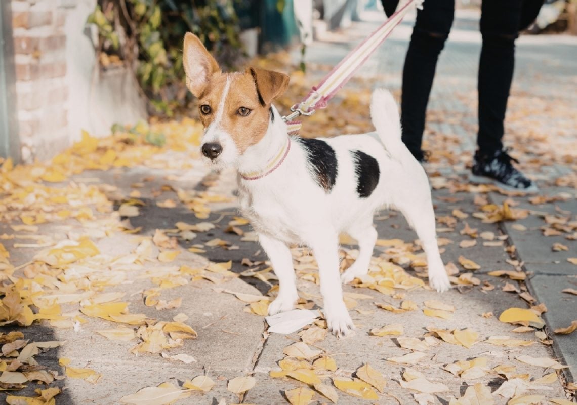 Dog on leash alert and tense during a walk on a leaf-covered sidewalk, illustrating early signs of leash reactivity in a real-world environment.