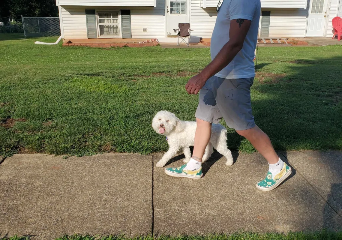 White Maltipoo walks calmly on a leash