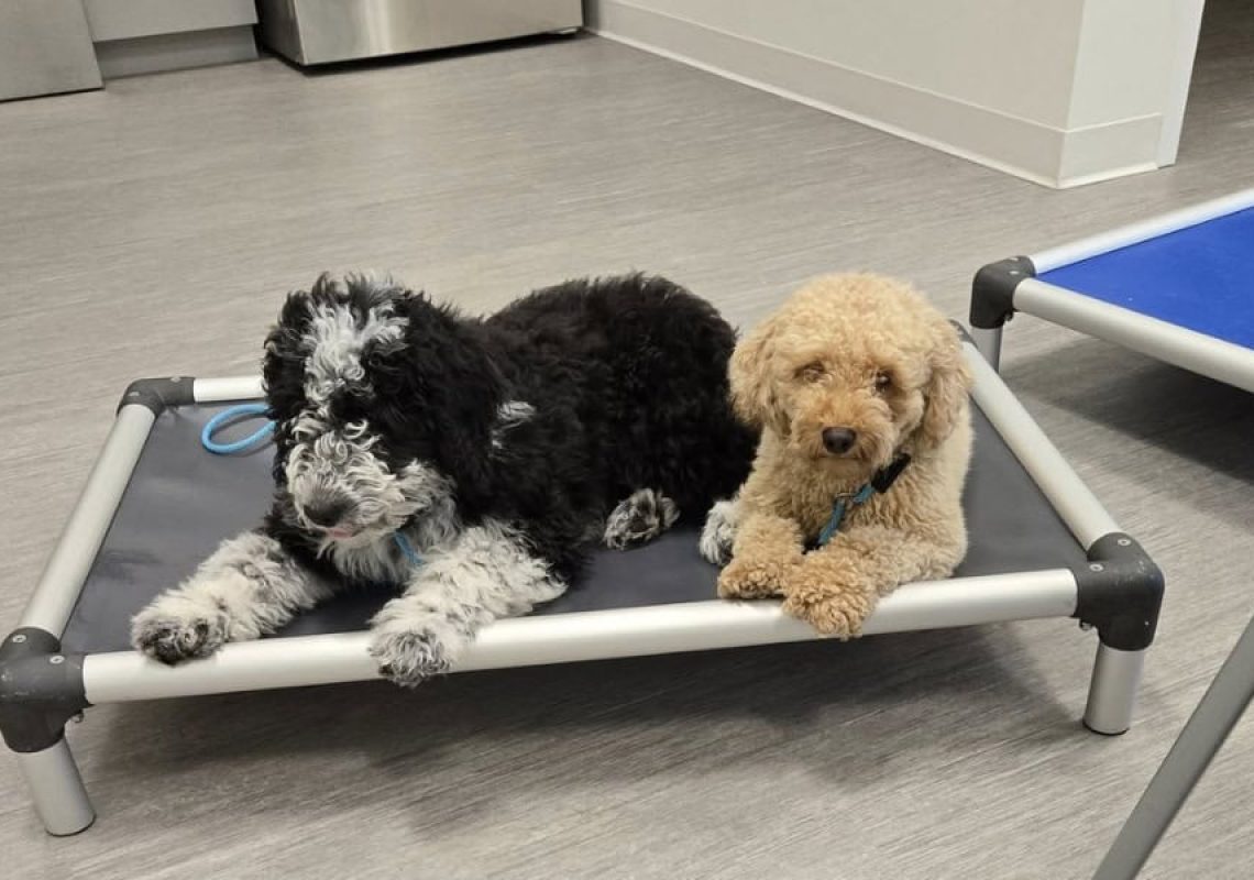 private dog lessons fureverk9 (2)