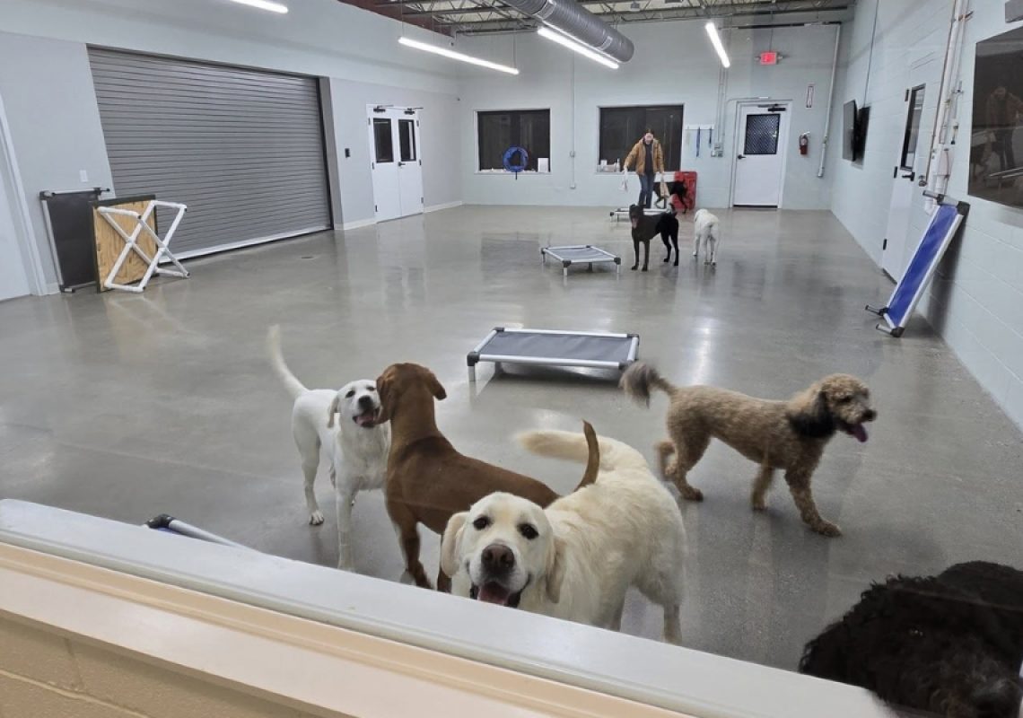 timing in dog training