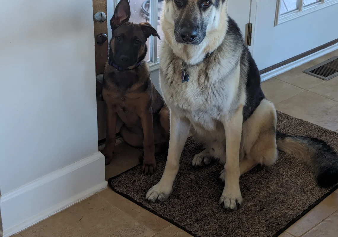 two dogs